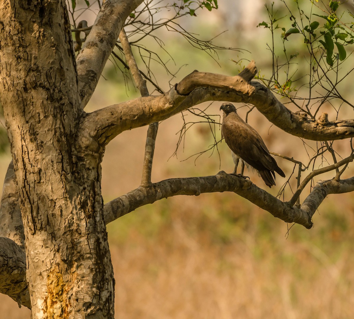 Малый рыболов - ML635596221
