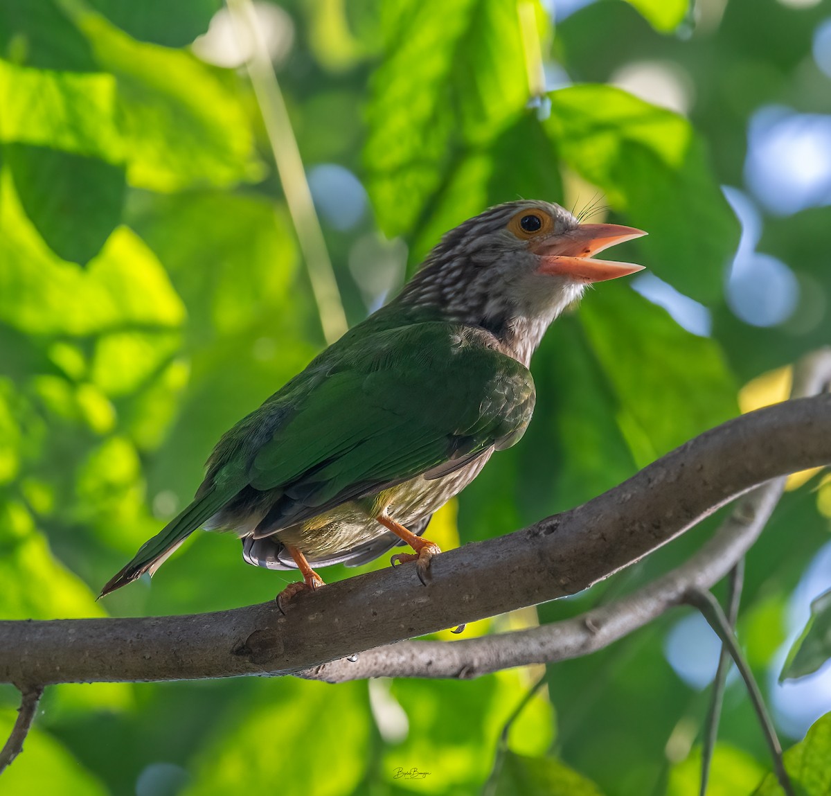 Lineated Barbet - ML635596239