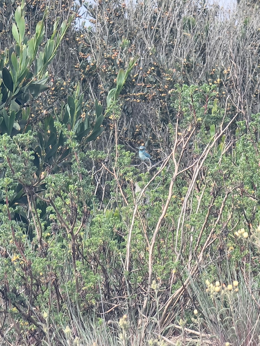 European Roller - ML635596274