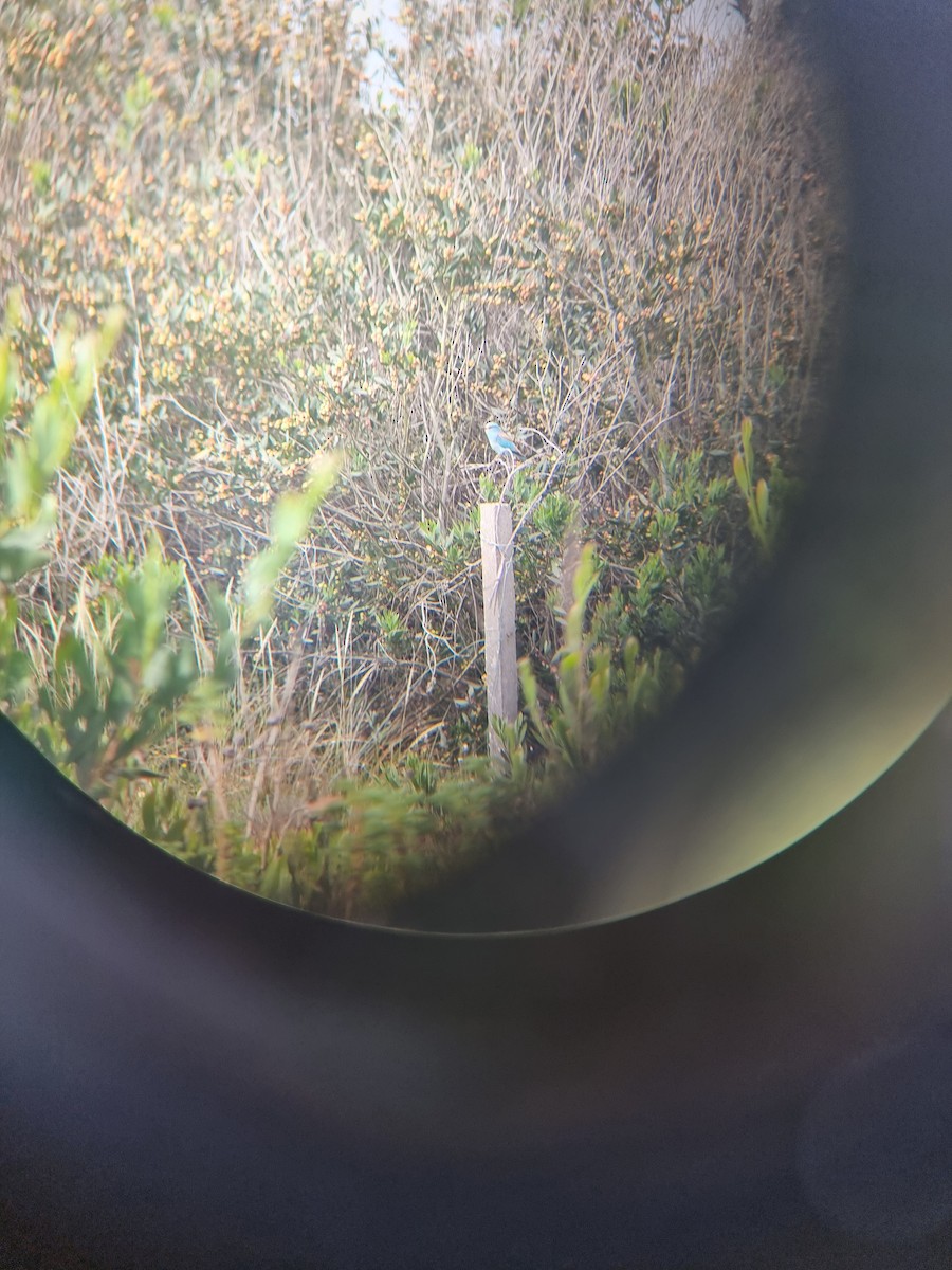 European Roller - ML635596275