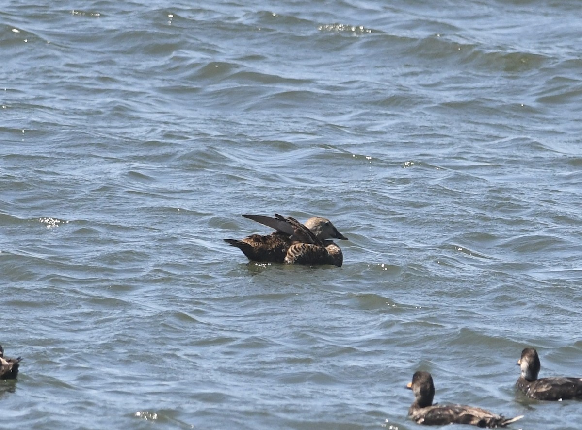King Eider - ML635596288