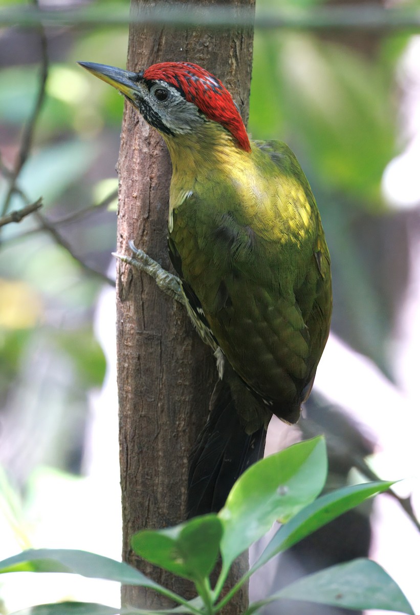 Laced Woodpecker - ML635596327