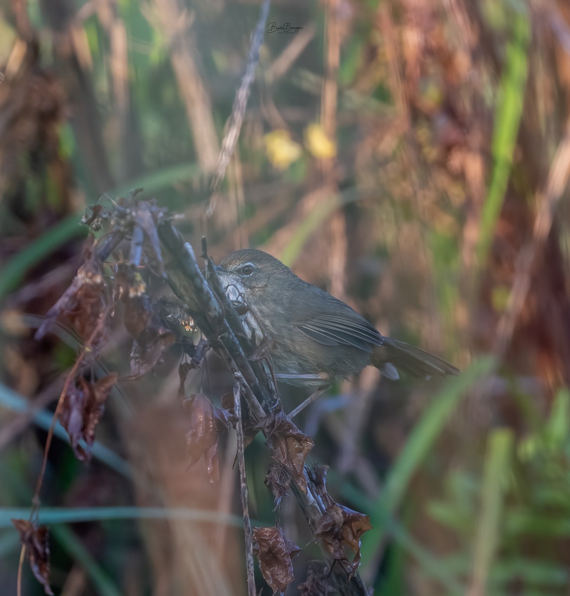 Marsh Babbler - ML635596388