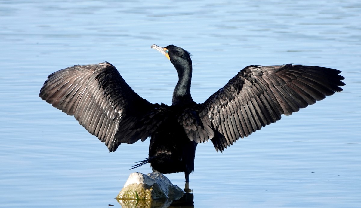 Double-crested Cormorant - ML635596415