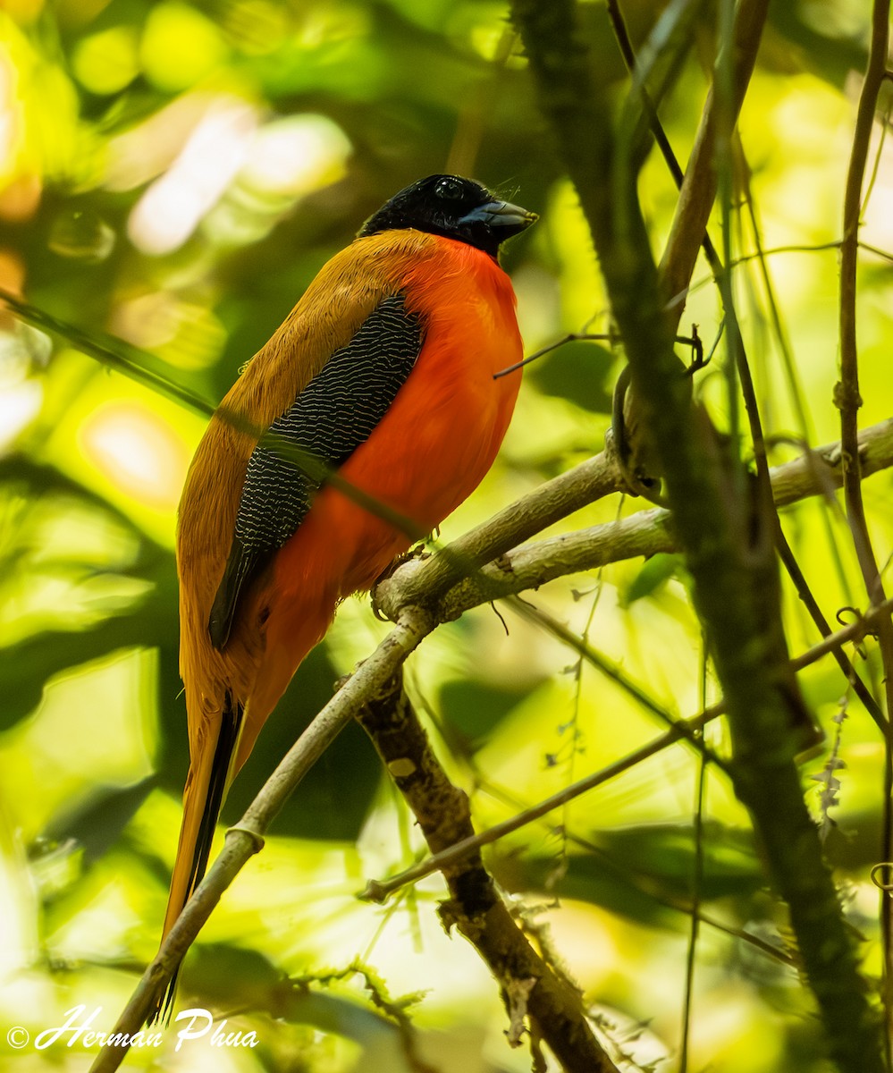 Cinnamon-rumped Trogon - ML635596479