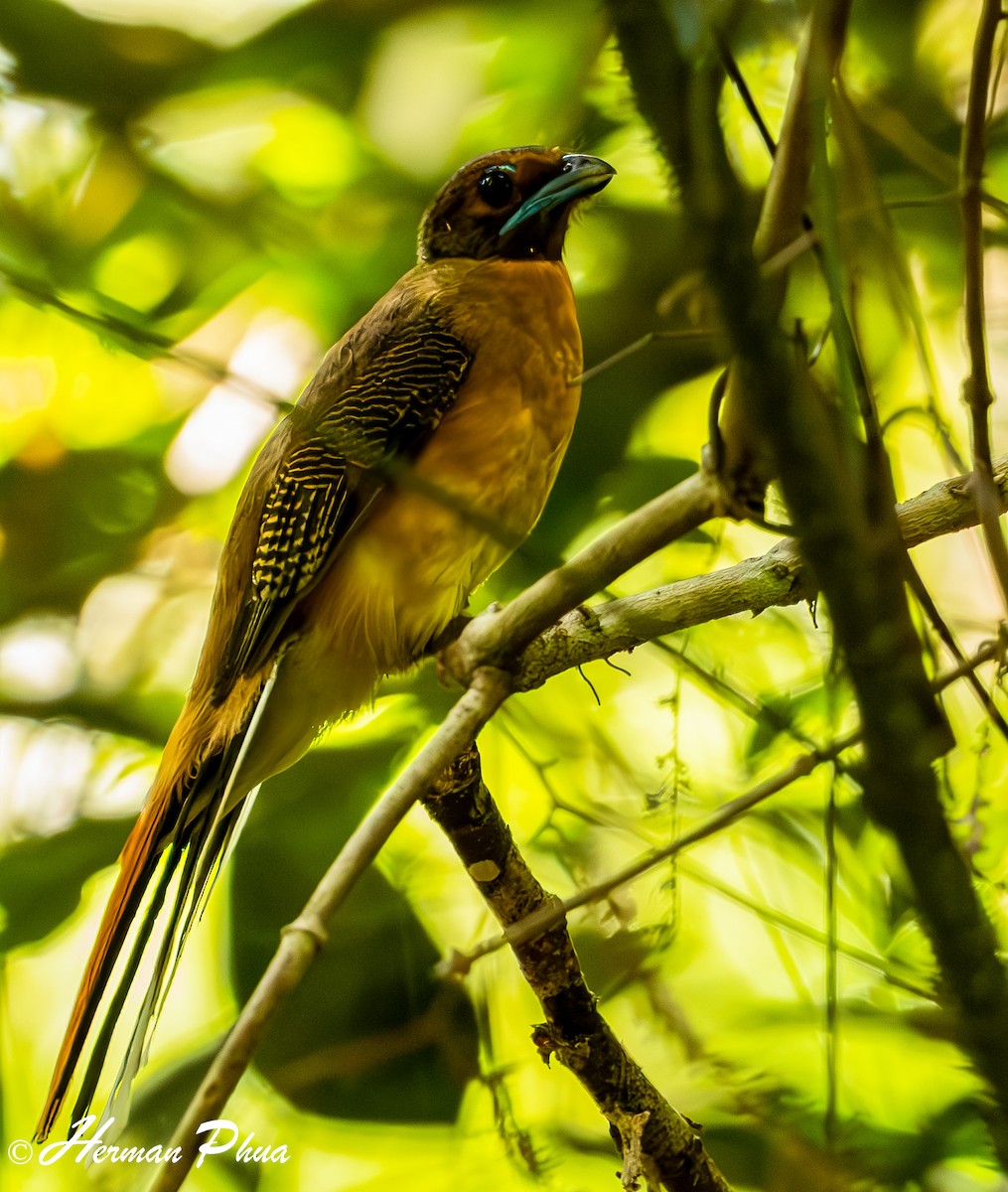 Cinnamon-rumped Trogon - ML635596487