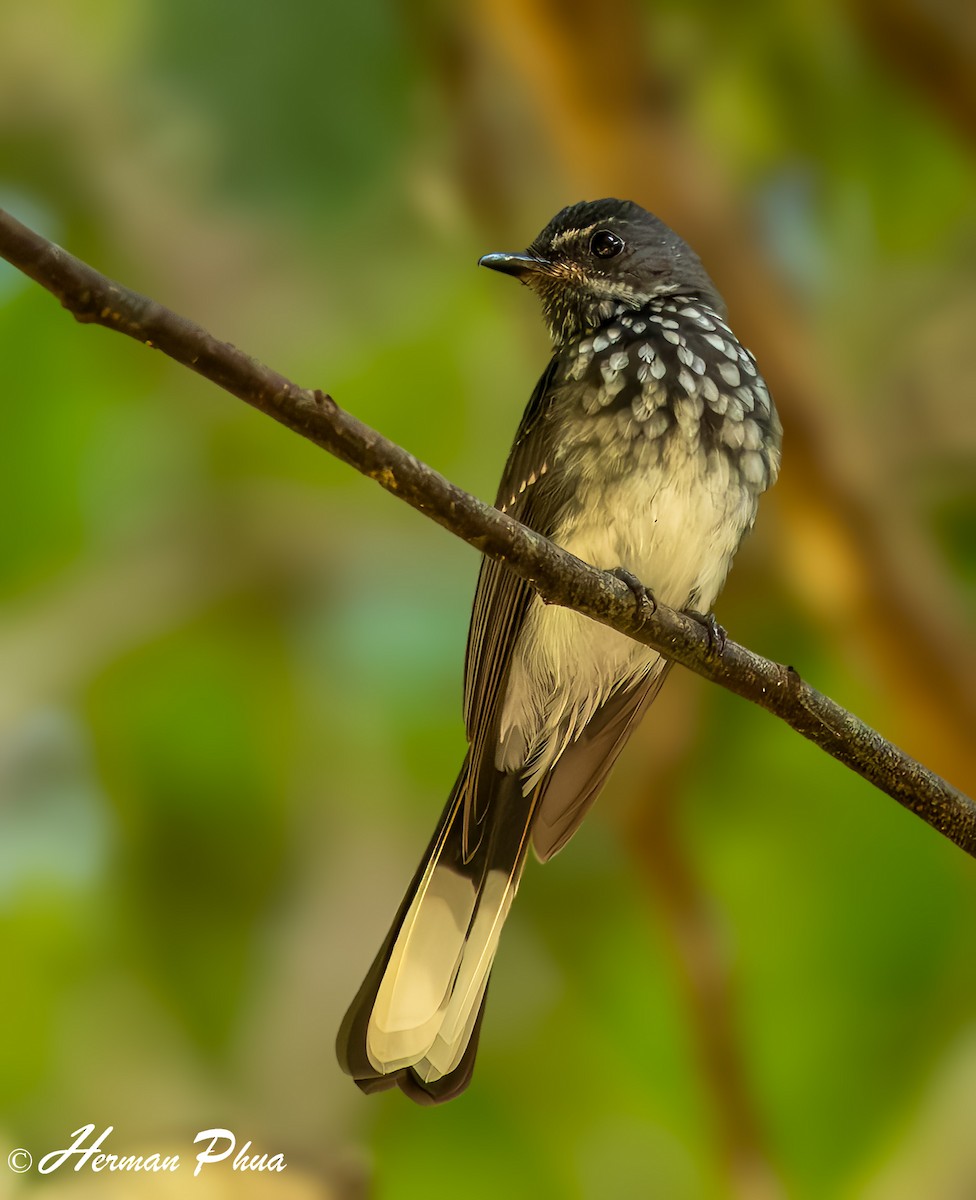Spotted Fantail - ML635596494