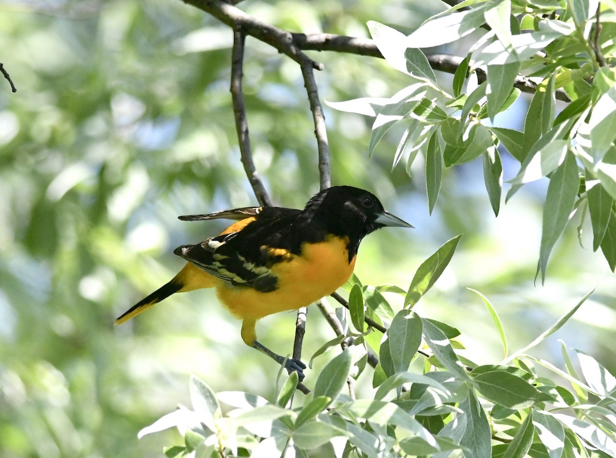 Baltimore Oriole - ML635596498
