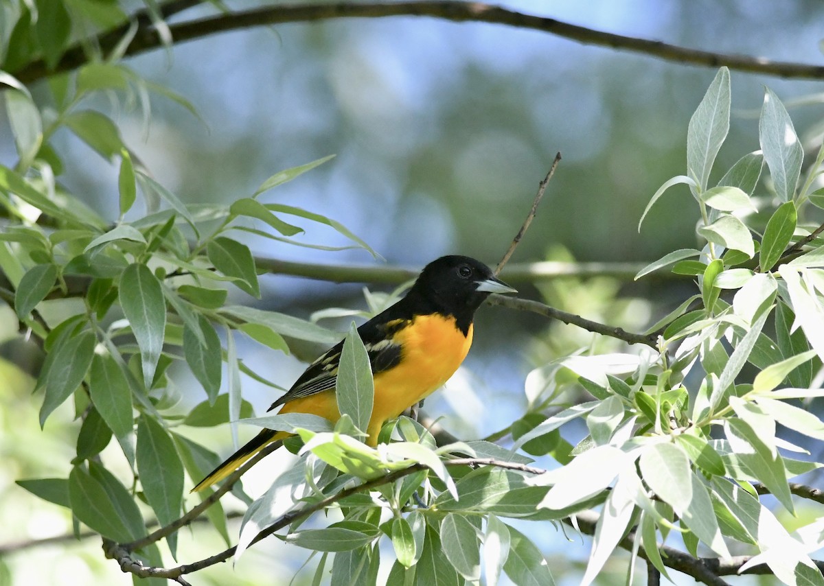 Baltimore Oriole - ML635596499