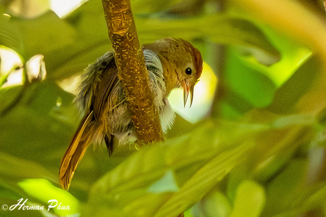 Rufous-fronted Babbler - ML635596516