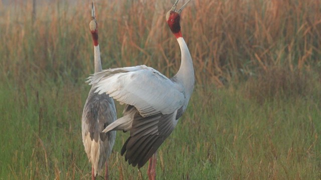 Sarus Turnası - ML635596537