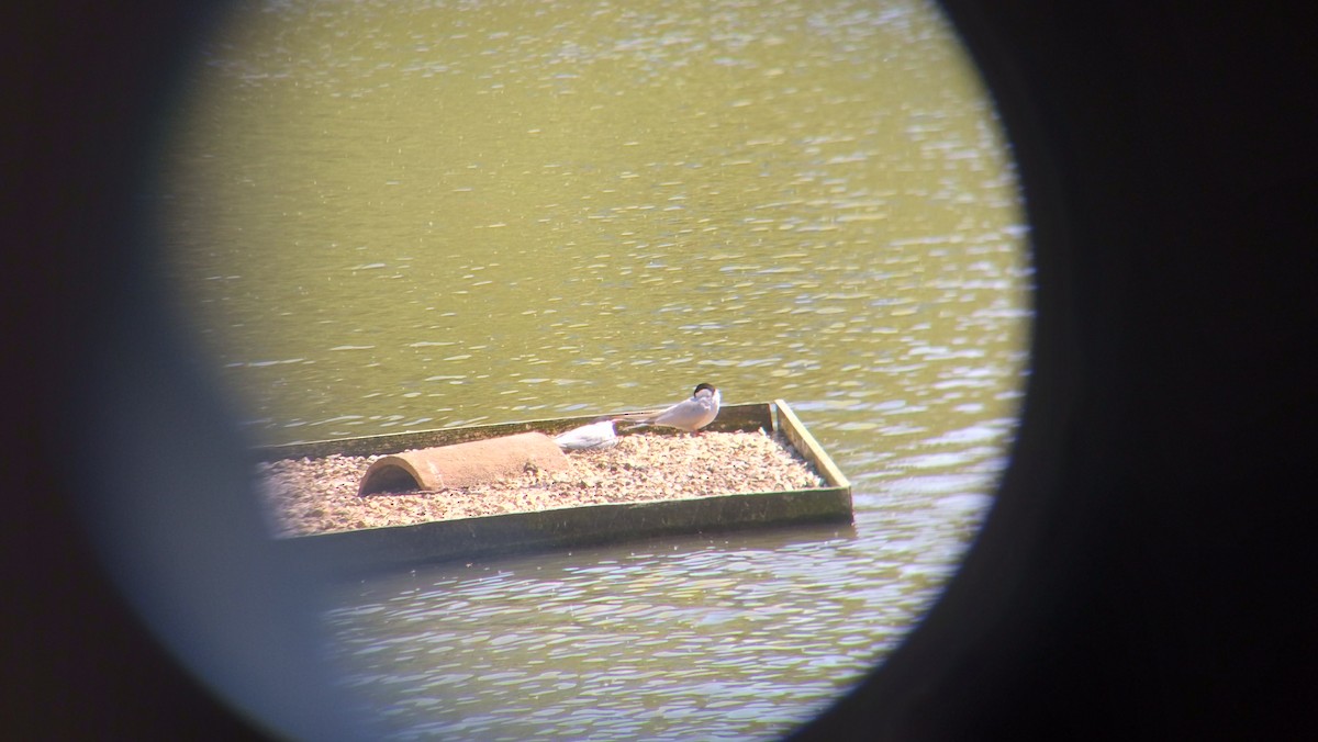 Common Tern - ML635596624