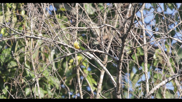 Cabanis Çintesi (orientalis) - ML635596645