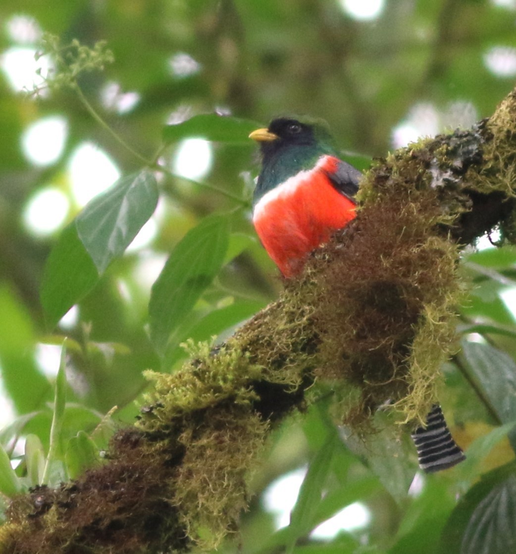 Collared Trogon - ML635596683