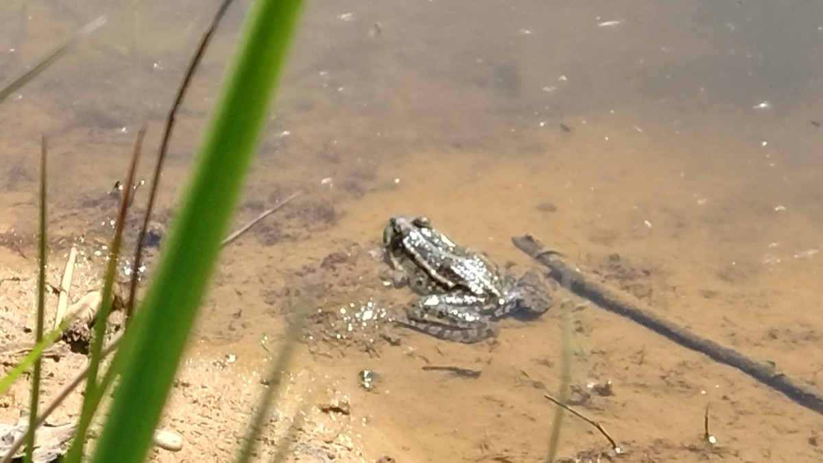 Marsh Frog - ML635596698