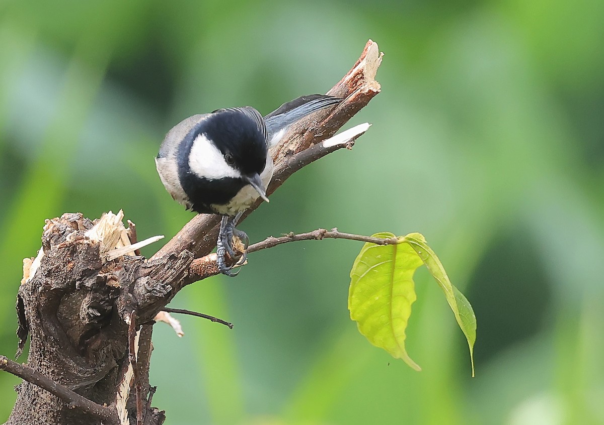 Asian Tit (Cinereous) - ML635596743