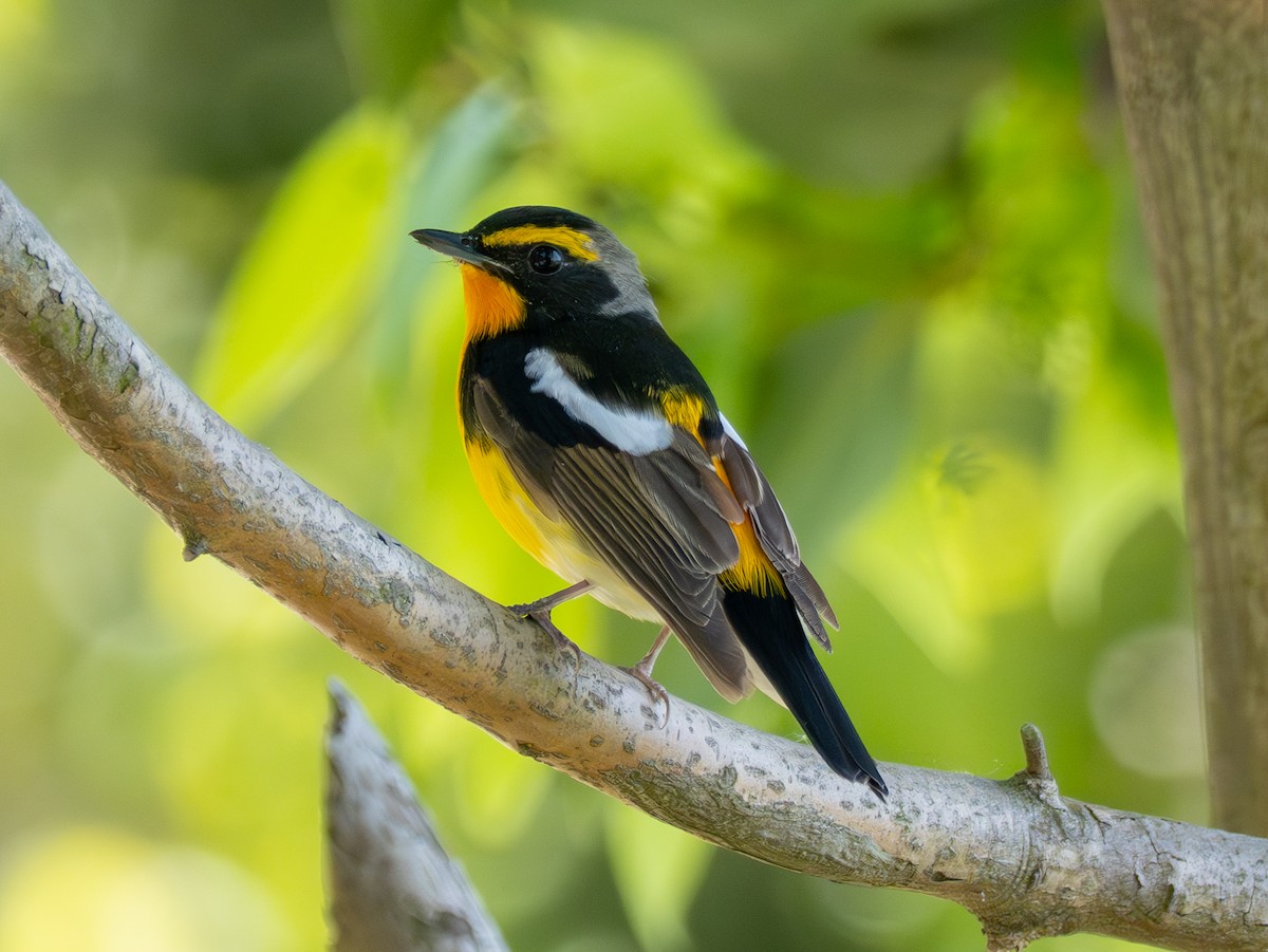 Narcissus Flycatcher - ML635596746
