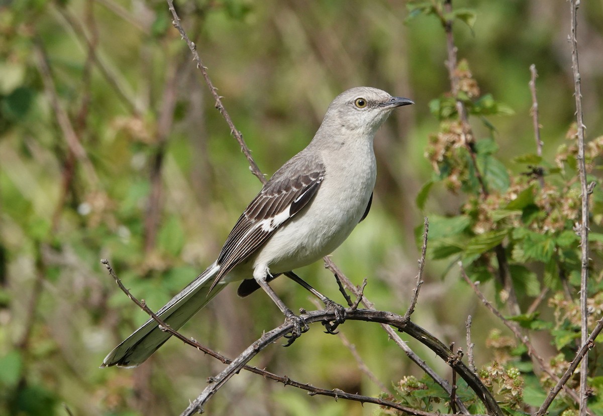 Northern Mockingbird - ML635596861
