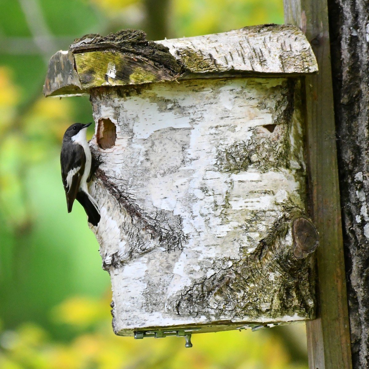 European Pied Flycatcher - ML635596865