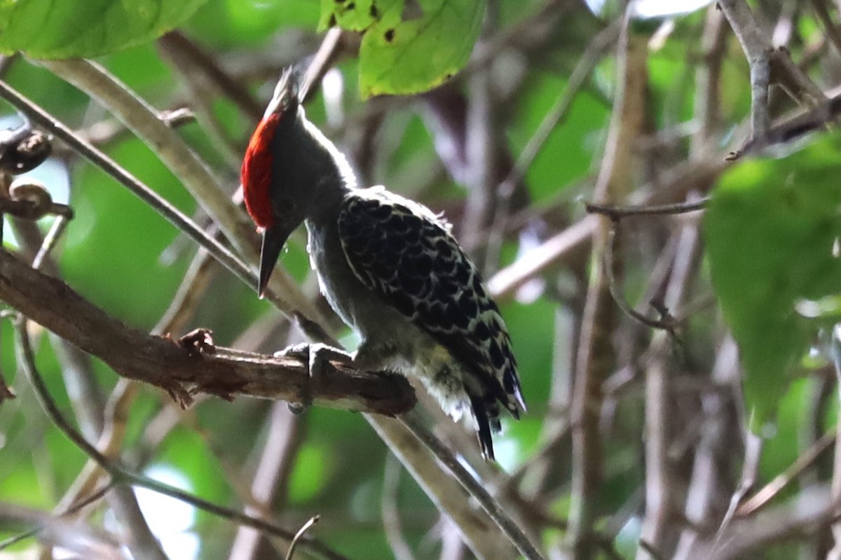 Gray-and-buff Woodpecker - ML635596894