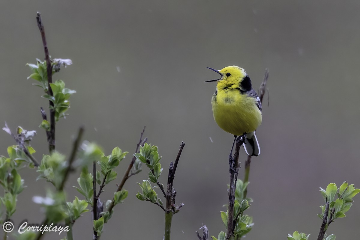 Citrine Wagtail - ML635596912