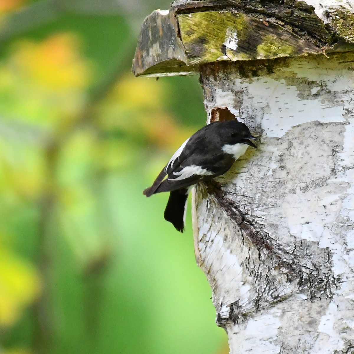 European Pied Flycatcher - ML635596985