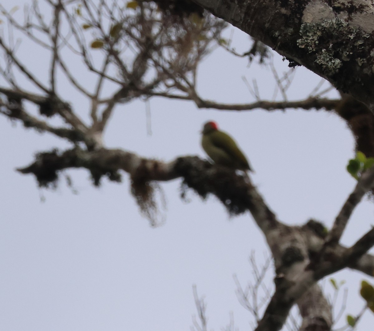 Fine-banded Woodpecker - ML635597246