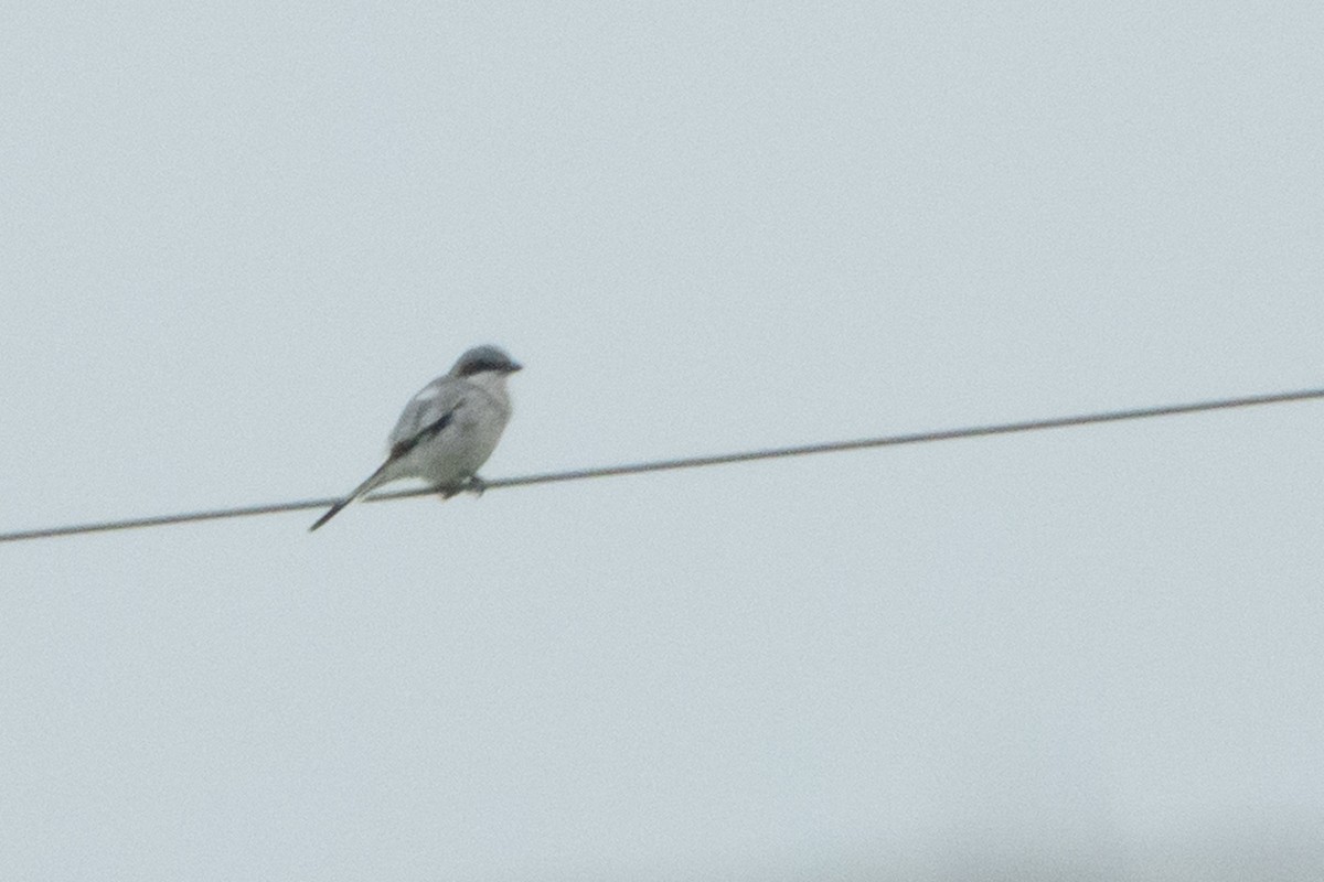 Loggerhead Shrike - ML635597254