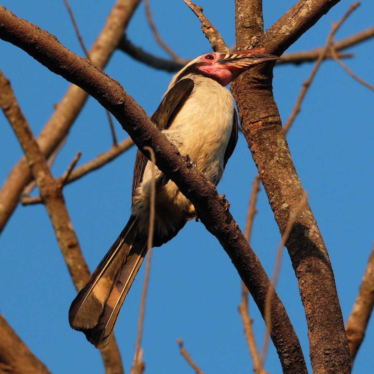 Luzon Hornbill - ML635597370