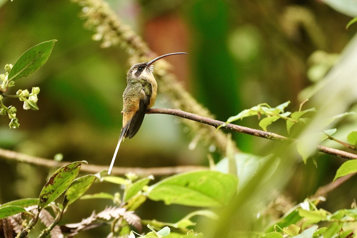 Tawny-bellied Hermit - ML635597466