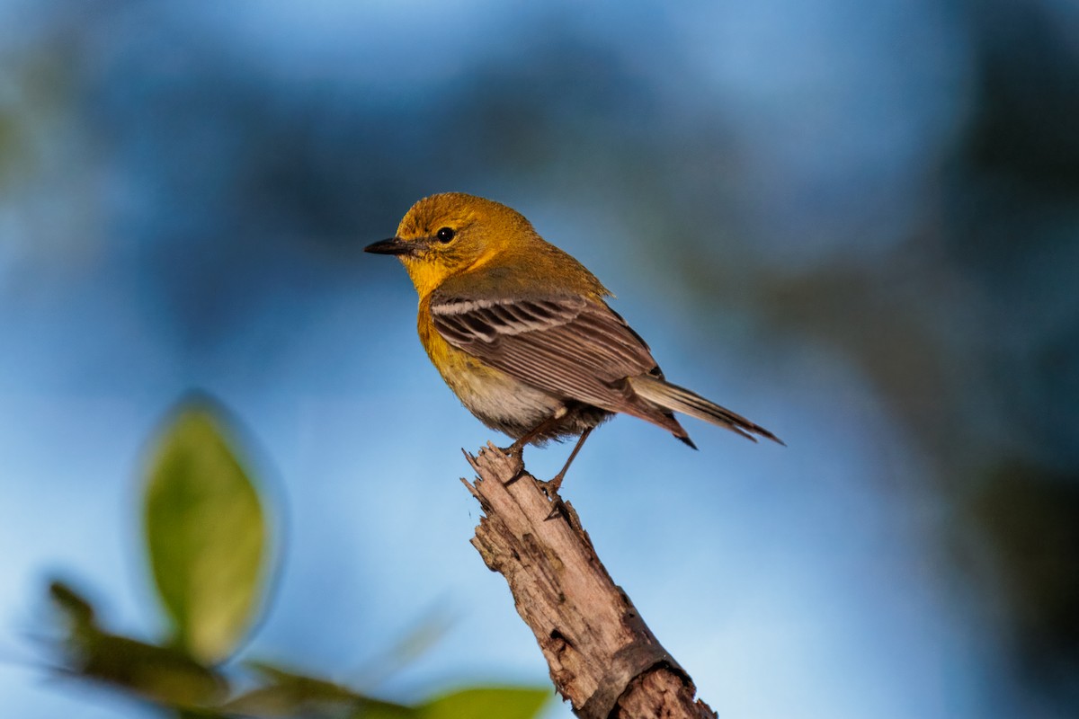 Pine Warbler - ML635597489