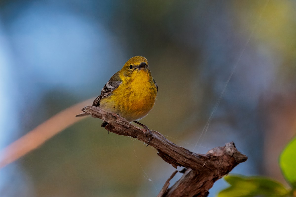 Pine Warbler - ML635597490