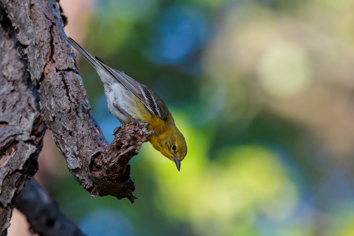 Pine Warbler - ML635597491