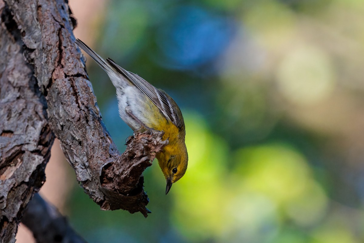 Pine Warbler - ML635597492