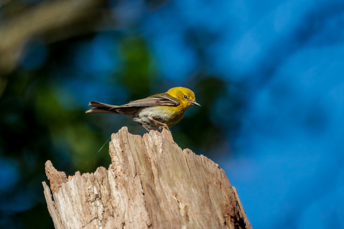 Pine Warbler - ML635597493