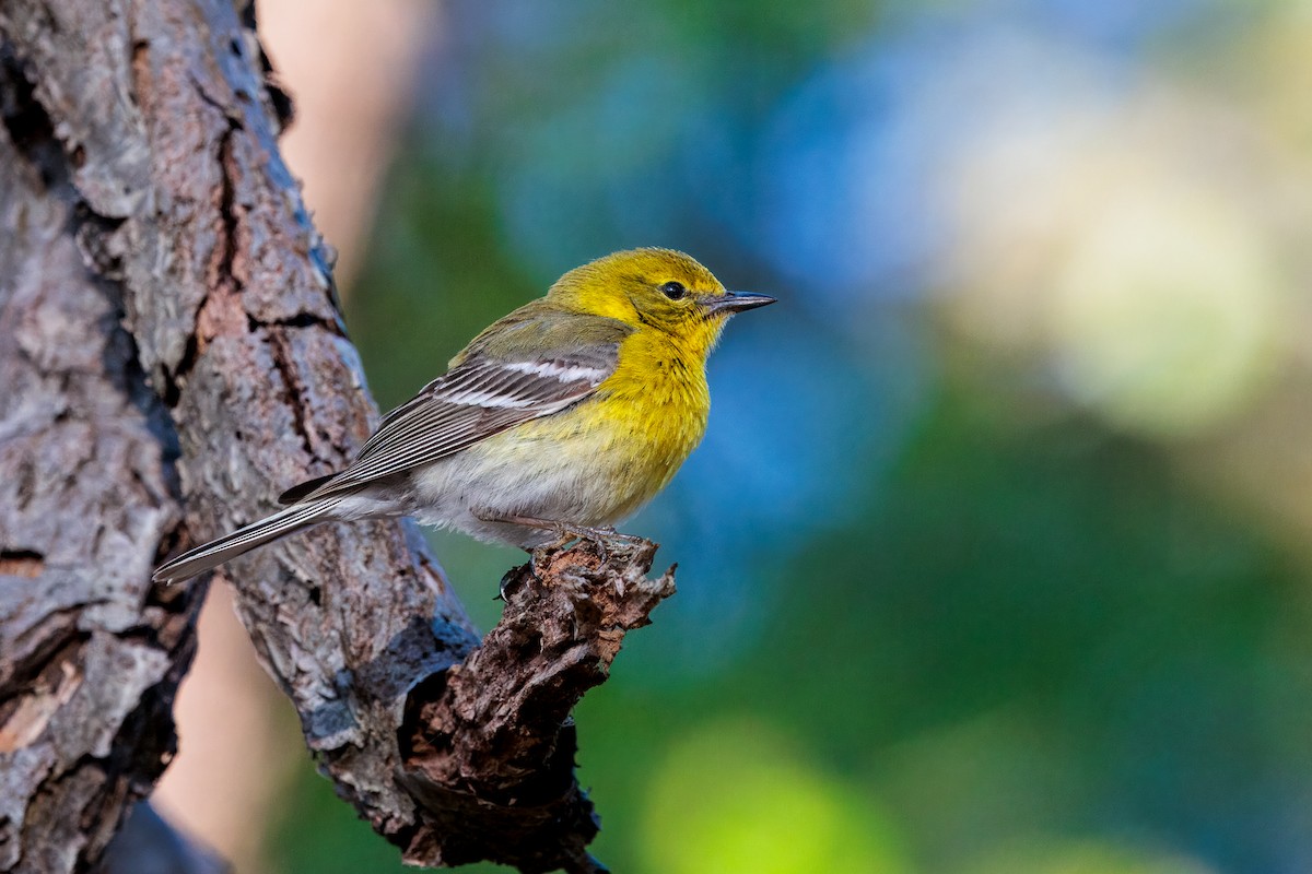 Pine Warbler - ML635597494