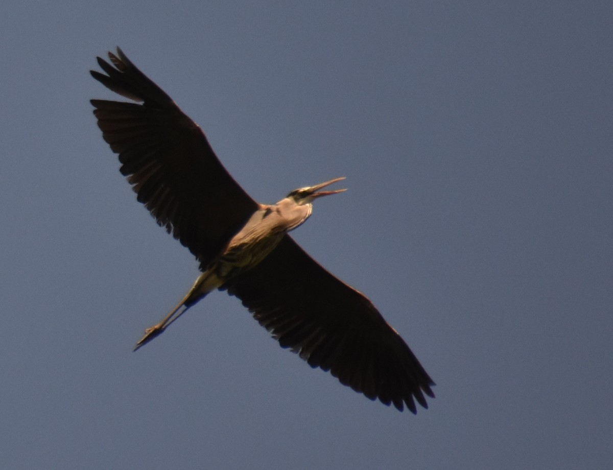 Great Blue Heron - ML635597545