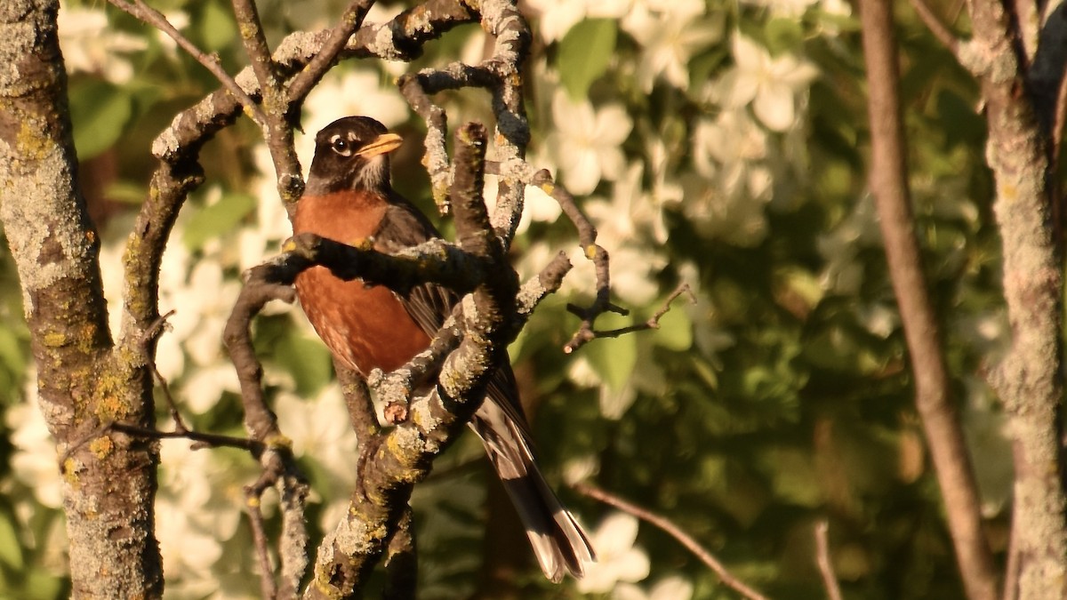 American Robin - ML635597555