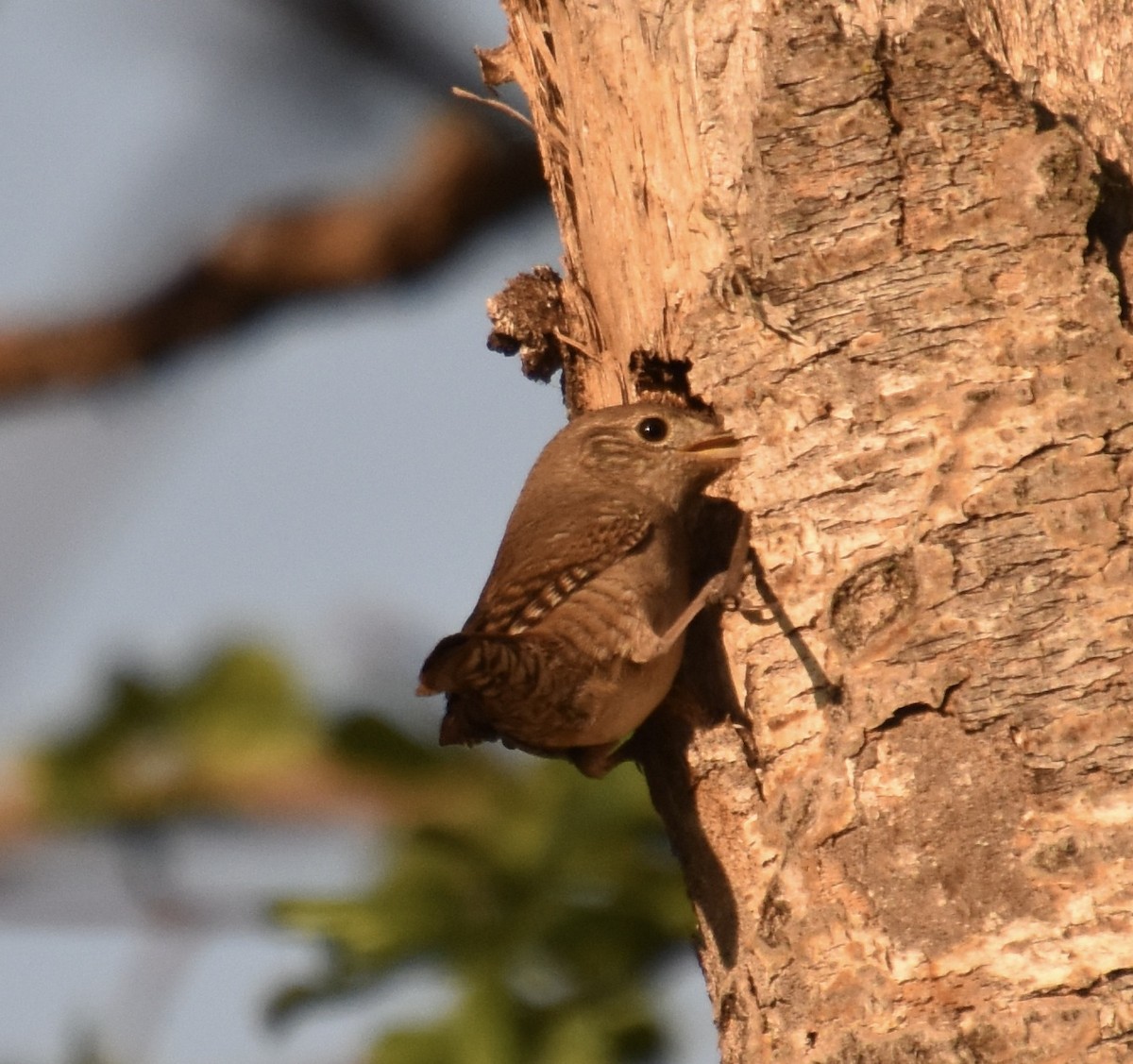 Northern House Wren - ML635597582