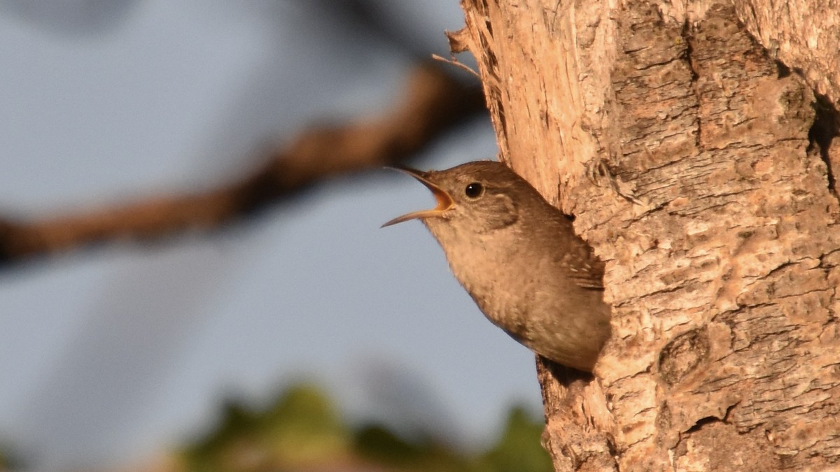 Northern House Wren - ML635597584