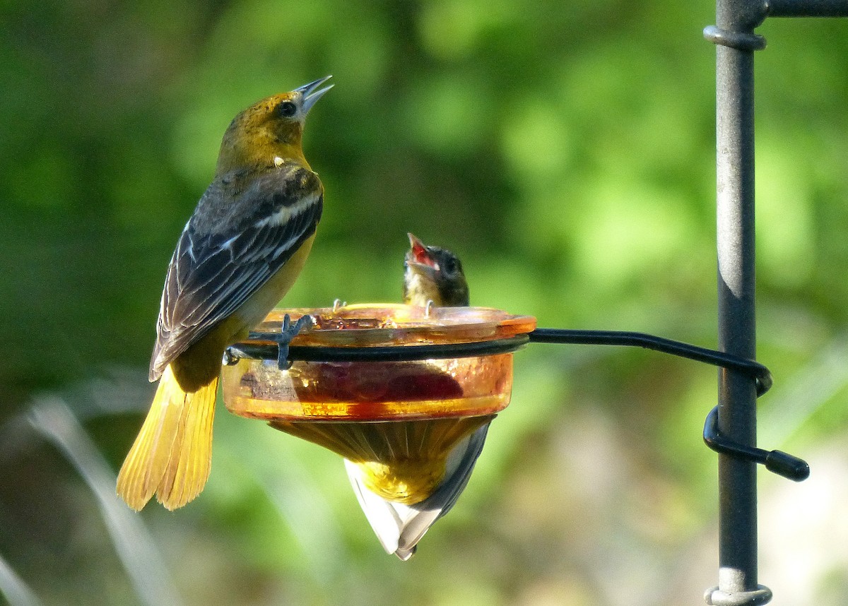 Baltimore Oriole - ML635597624