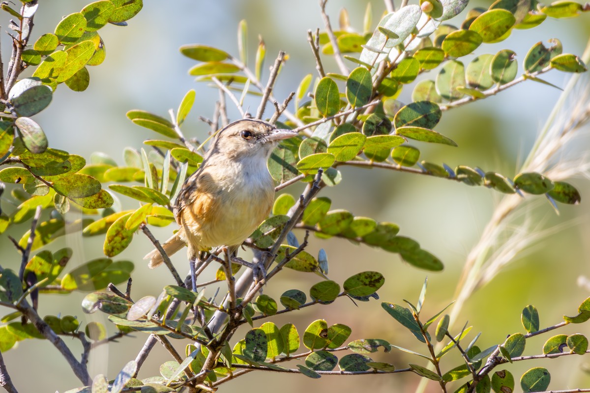 Rufous-sided Scrub-Tyrant - ML635597638