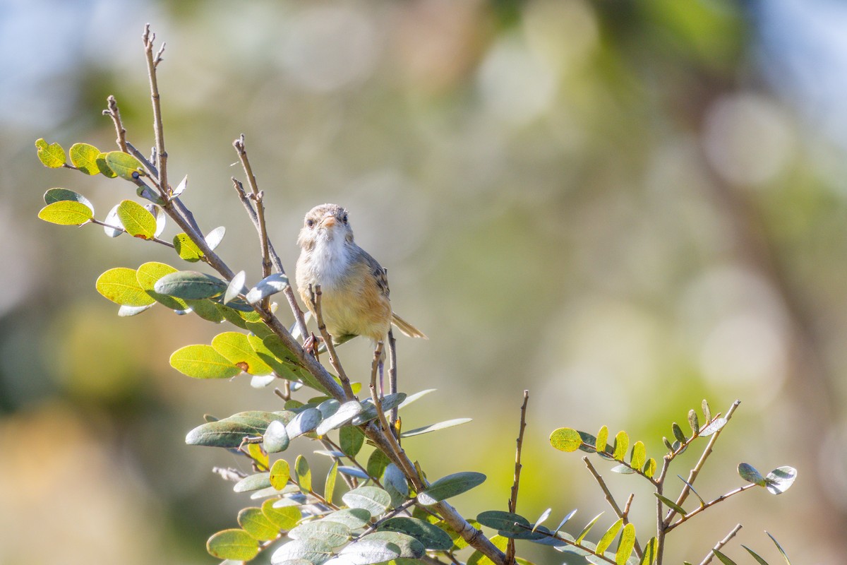 Rufous-sided Scrub-Tyrant - ML635597642