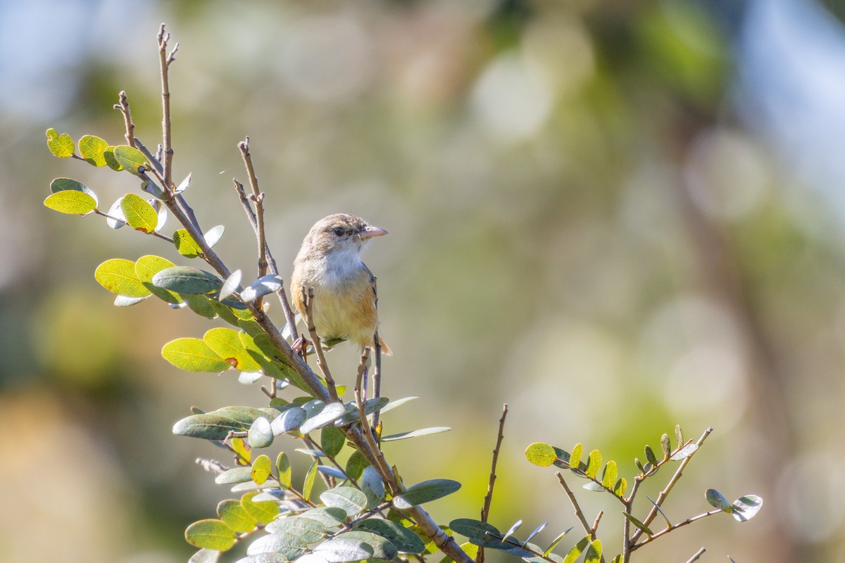 Rufous-sided Scrub-Tyrant - ML635597643