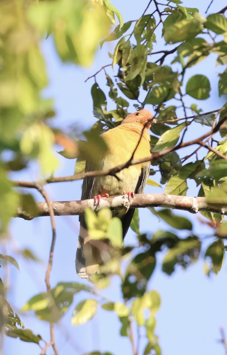Cinnamon-headed Green-Pigeon - ML635597663