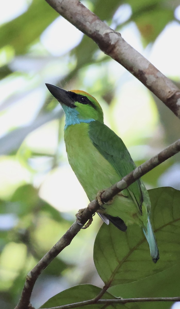 Yellow-crowned Barbet - ML635597698