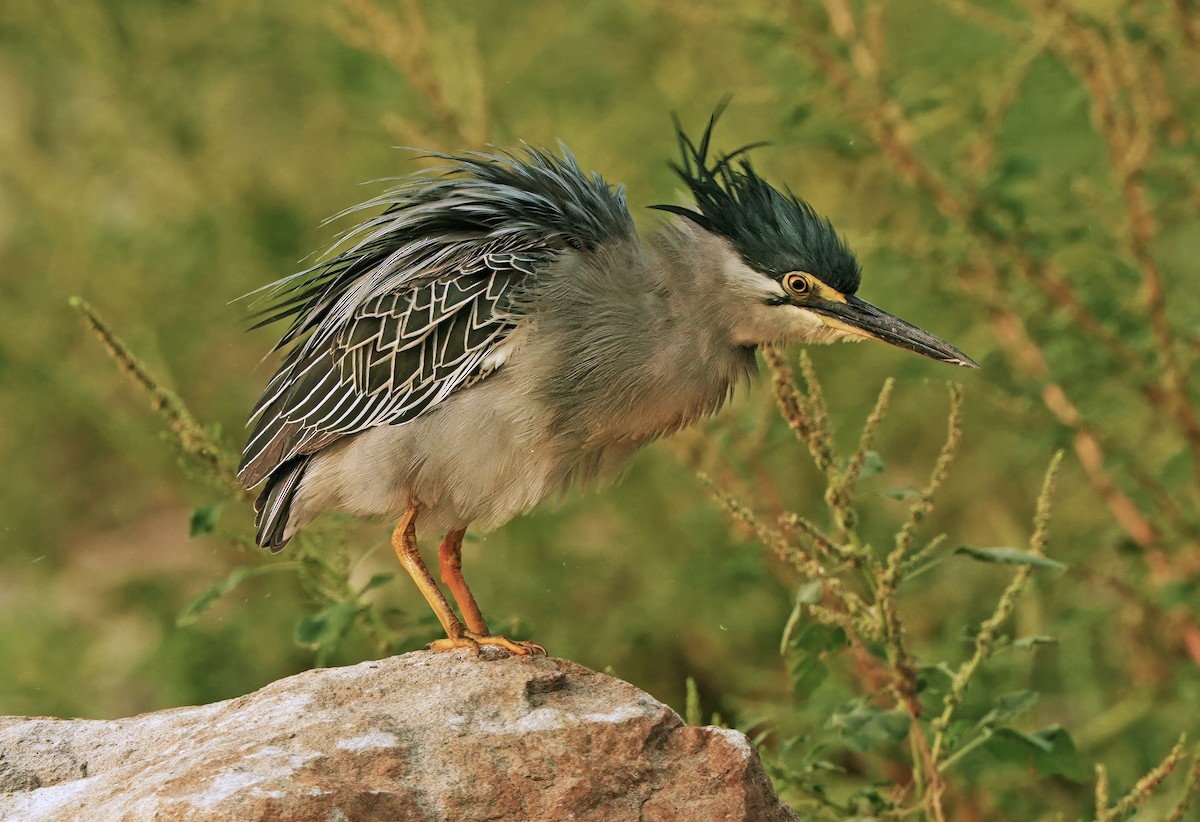 ササゴイ - ML635597757