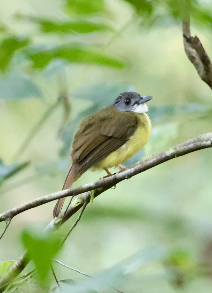 Yellow-bellied Bulbul - ML635597766