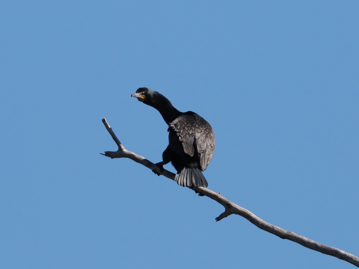 Double-crested Cormorant - ML635597767