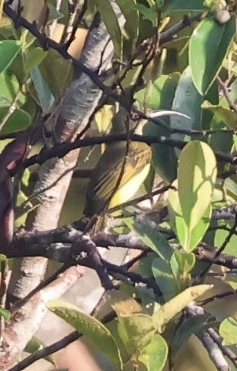 Thick-billed Spiderhunter - ML635597802